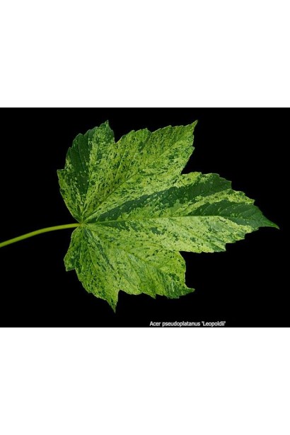 Явор Леопольди пестрые листья