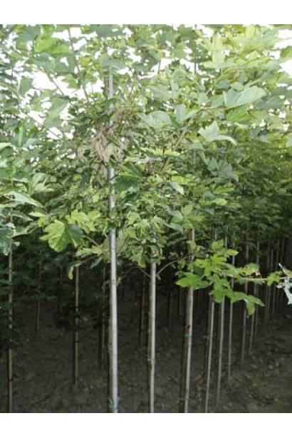 Клен ложноплатановый / Явор белый Леопольди