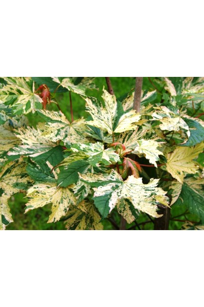 Немецкий клен Низетти