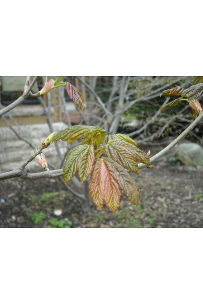 Клен горный Низетти