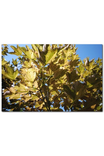 Клен туполистый Низетти