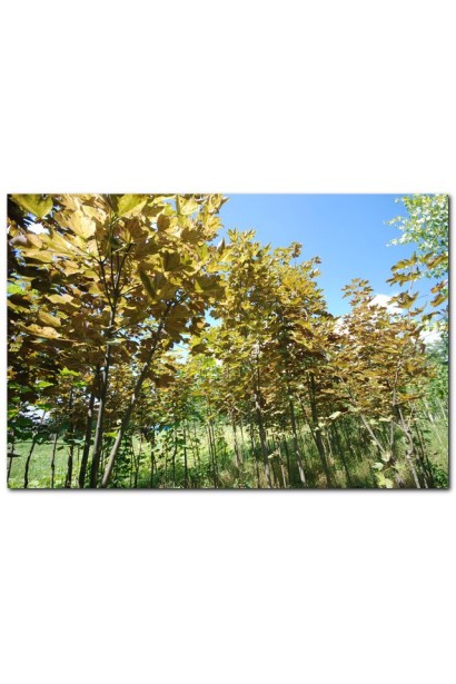 Явор Низетти