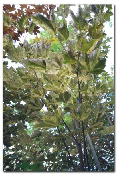 Клен белый Nizetti