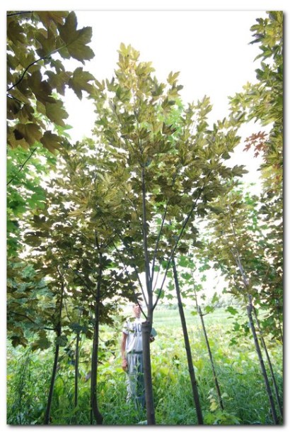 Acer pseudoplatanus Nizetti