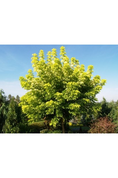 Клен ложноплатановый / Явор Низетти