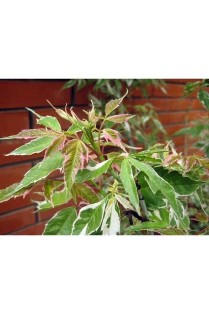 Клен Фламінго зелене листя з білими та рожевими плямами