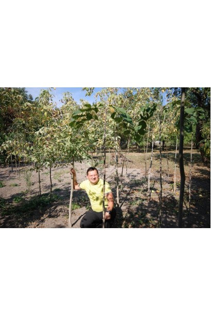 Клен Flamingo саджанці на полі в розсаднику