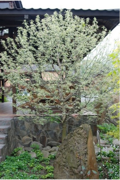 Клен строкатий Фламінго розпускання листя навесні