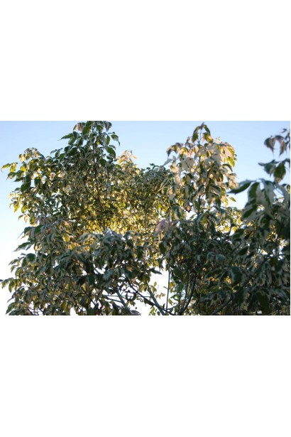 Хрущак Фламінго