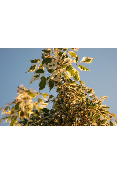 Клен простий Фламінго строкате листя