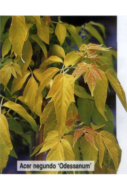 Aсer negundo Odessanum