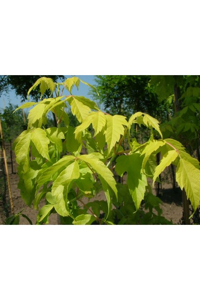 Яркие желто-зеленые листья клена Одессанум