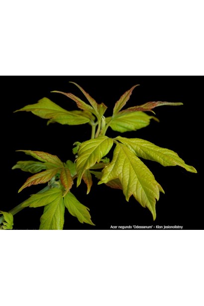 Клен ясенелистый Одессанум желтые листья с бронзовым оттенком при распускании