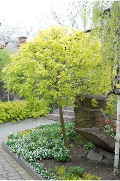 Клен ясенелистный / американский Одессанум