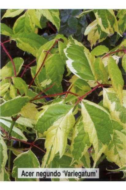 Acer negundo Variegatum