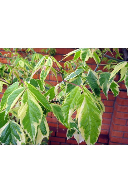 Клен ясенолистий Варієгатум