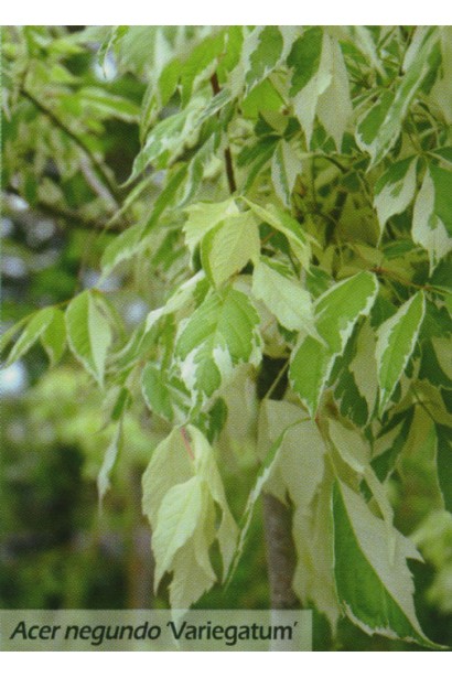 Строкате зелено-біле листя клена Варієгатум