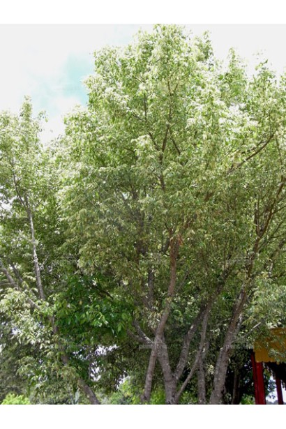 Клен простий Варієгатум