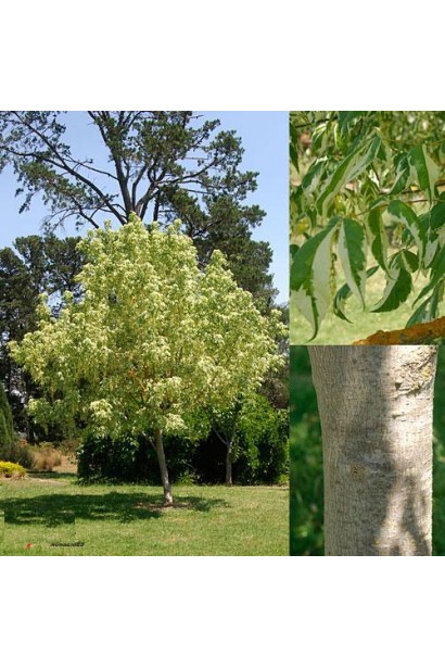 Клен ясенелистий / американський Варієгатум