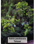 Псевдоакація (робінія) звилиста Тортуоза | Лжеакация (робиния) извилистая Тортуоза | Robinia pseudoacacia Tortuosa