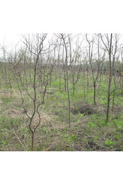 Извилистая акация Тортуоза