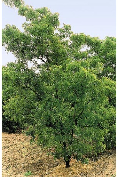 Колючая акация Тортуоз дерево