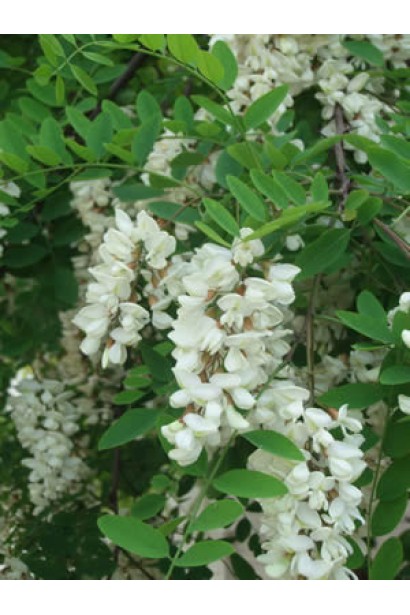 Белая акация Тортуоза цветения