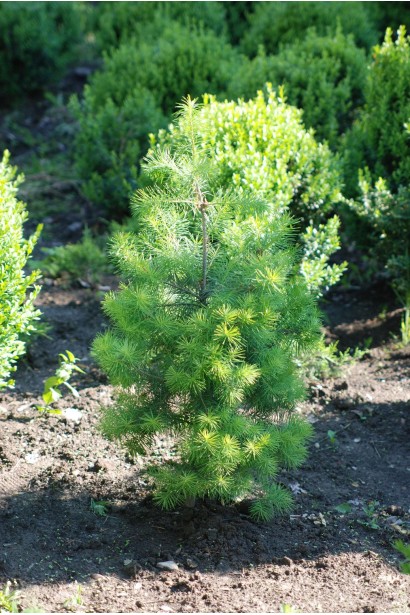 Модрина європейська молоде деревце