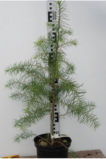 Модрина європейська саджанець в контейнері 5 л