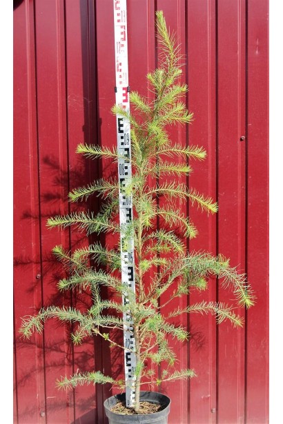 Модрина європейська в горщику 7 л 110-130 см