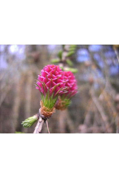 Молоді шишки модрини європейської