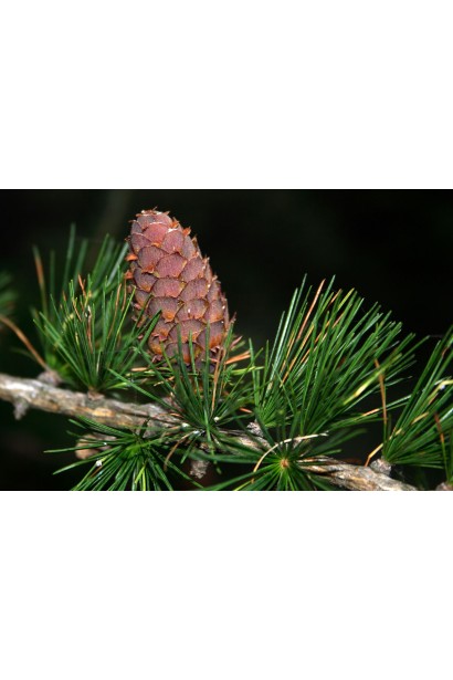 Модрина європейська шишки