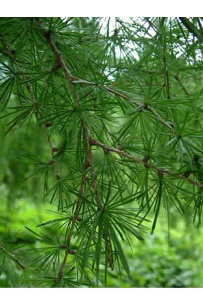 Молода яскраво-зелена хвоя модрини європейської