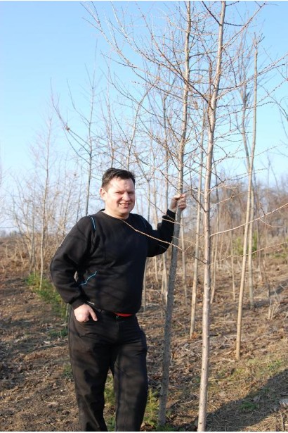 Модрина європейська листопадне хвойне дерево