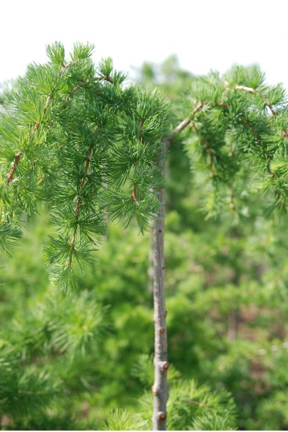 Модрина європейська Репенс на штамбі з зонтиковидною кроною