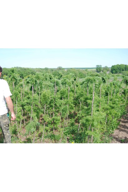 Larix decidua Repens on shtambe