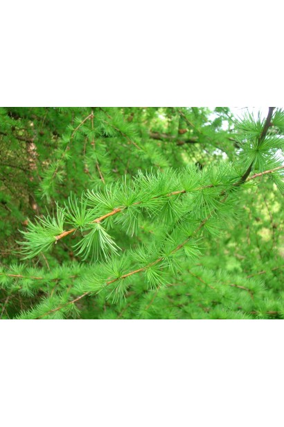 Модрина європейська Репенс м’яка хвоя яскраво-зеленого кольору