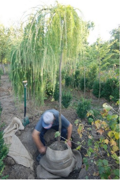 Викопка Модрини Репенс на штамбі