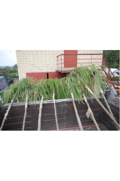 Модрина європейська Репенс на штамбі | Larix decidua Repens on shtambe | Лиственница европейская Репенс на штамбе