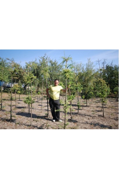 Модрина європейська Репенс на штамбі | Larix decidua Repens on shtambe | Лиственница европейская Репенс на штамбе