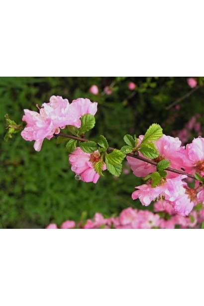 Миндаль трёхлопастной