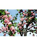 Мигдаль трилопатевий | Prunus triloba | Миндаль трёхлопастной