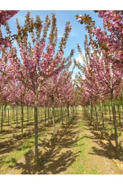 Мигдаль трилопатевий Плена на штамбі