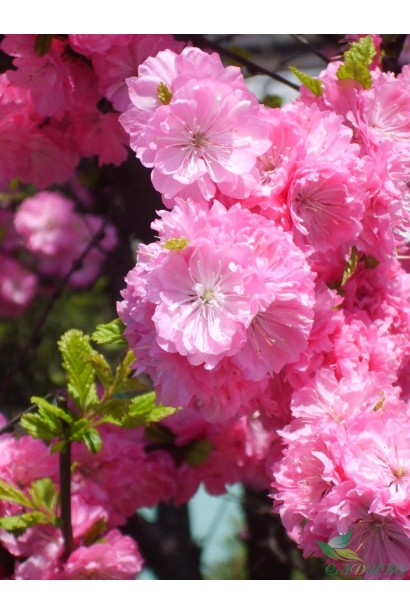 Мигдаль трилопатевий Плена рожеві махрові квіти схожі на троянду