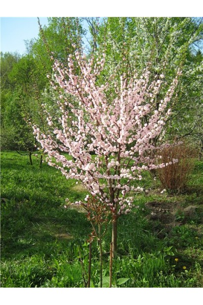 Мигдаль трилопатевий Плена на штамбі в саду