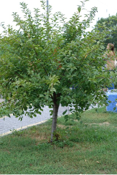 Prunus triloba Plena on shtambe