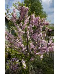 Миндаль трёхлопастной Плена | Мигдаль трилопастний Плена | Prunus triloba Plena