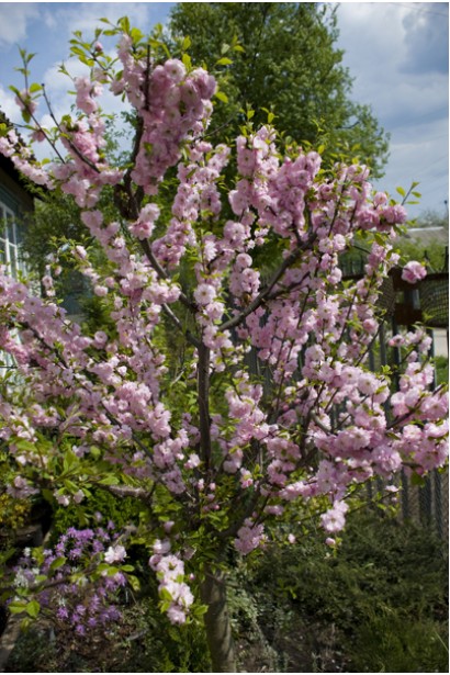Мигдаль Плена декоративне квітуче дерево 