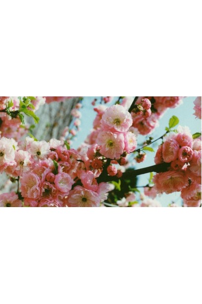 Рясне цвітіння мигдалевого дерева Плена