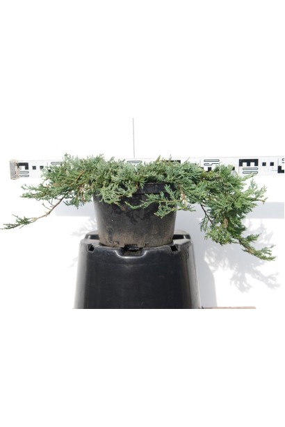 Juniperus horizontalis Wiltonii
